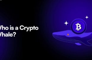 Crypto whale watcher Script